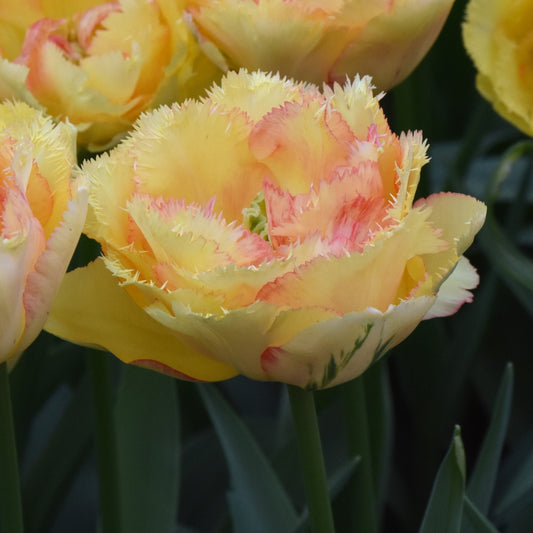 Tulipa Vaya Con Dios