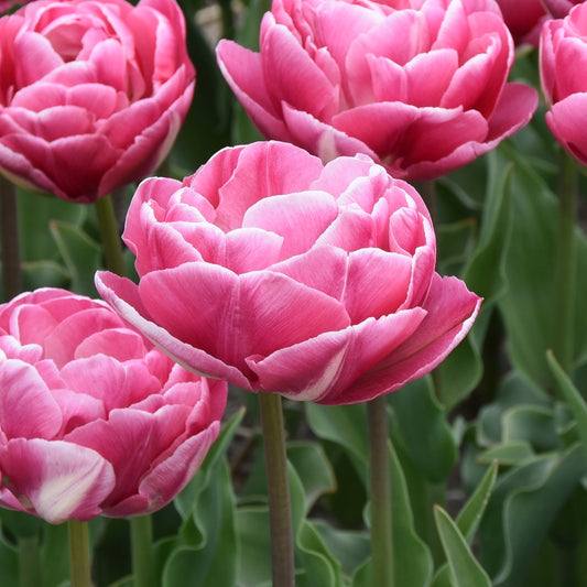 Tulipa Vogue