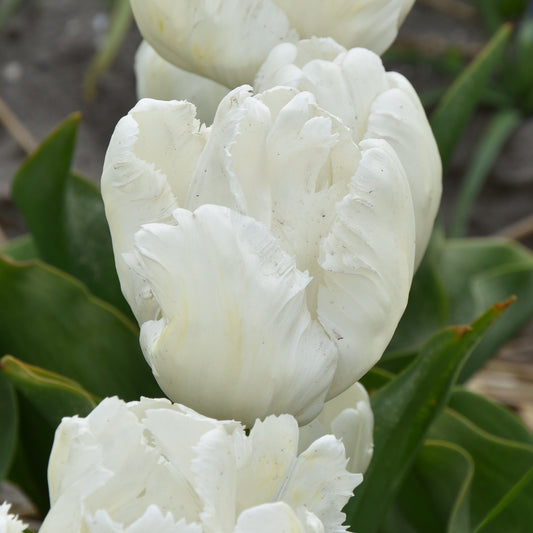 Tulipa White Parrot