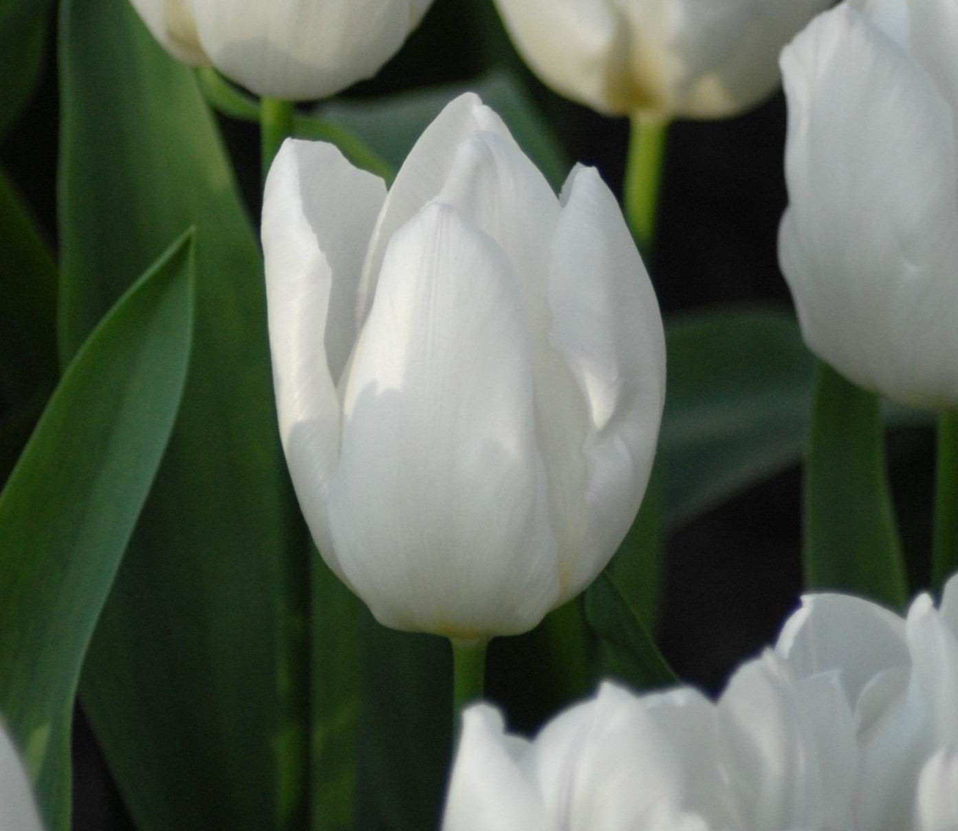 Tulipa White Prince