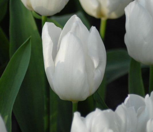 Tulipa White Prince
