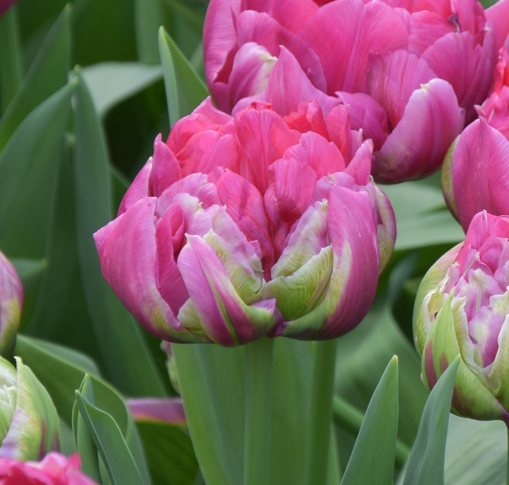 Tulipa Wicked in Pink