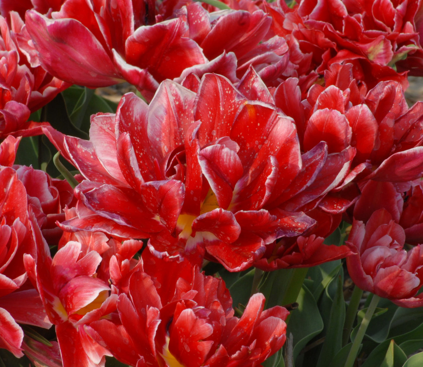 Tulipa Willemsoord