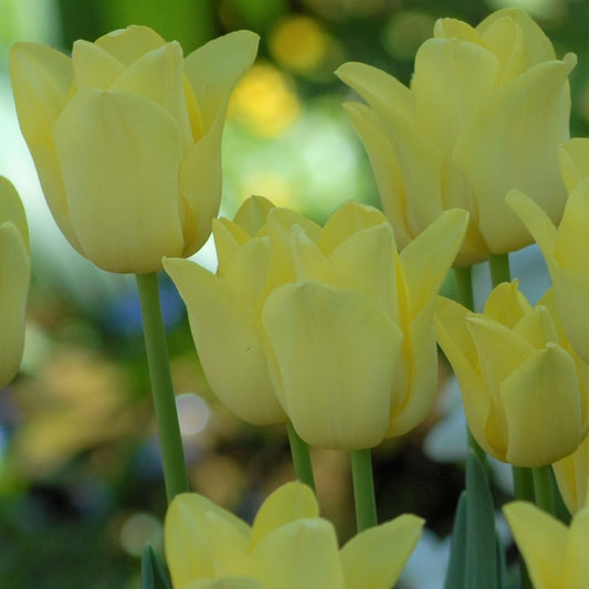 Tulipa World Friendship