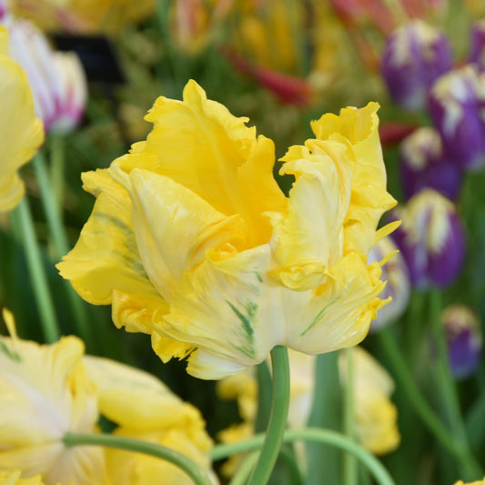 Tulipa Yellow Madonna