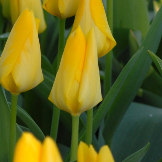 Tulipa Yellow Purissima