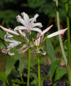 bowdenii Albivetta