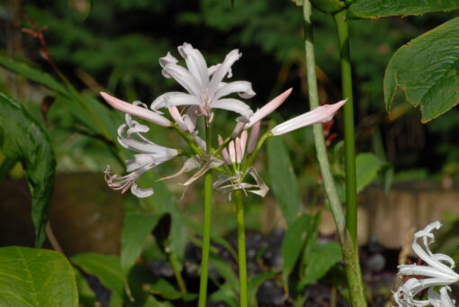 bowdenii Albivetta