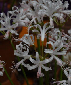 bowdenii Ostara