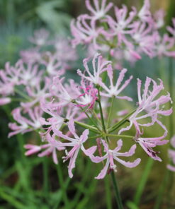 undulata
