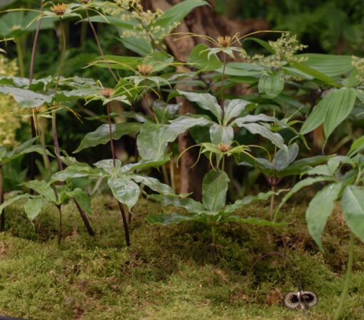 polyphylla AGM