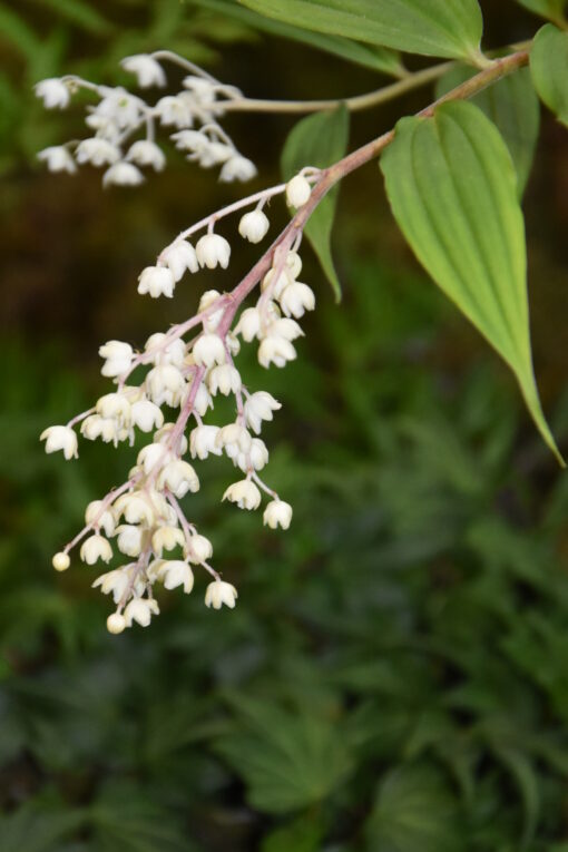 (maianthemum) oleraceum