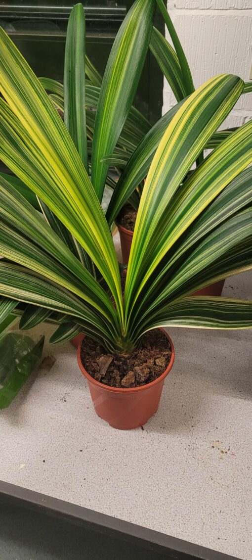 miniata variegated foliage form