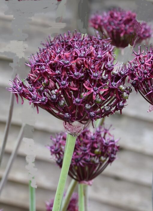 atropurpureum