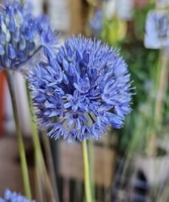caeruleum (syn. azureum)