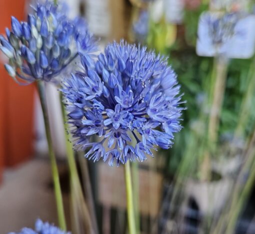caeruleum (syn. azureum)