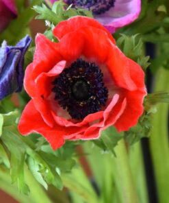 De Caen Hollandia (syn. His excellency)