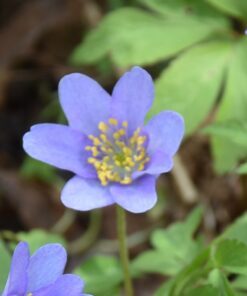 nemorosa Royal Blue