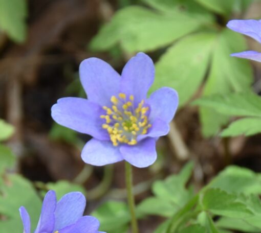 nemorosa Royal Blue