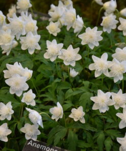 nemorosa 'Vestal' AGM