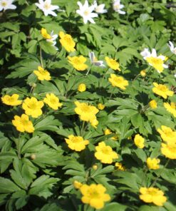 ranunculoides AGM