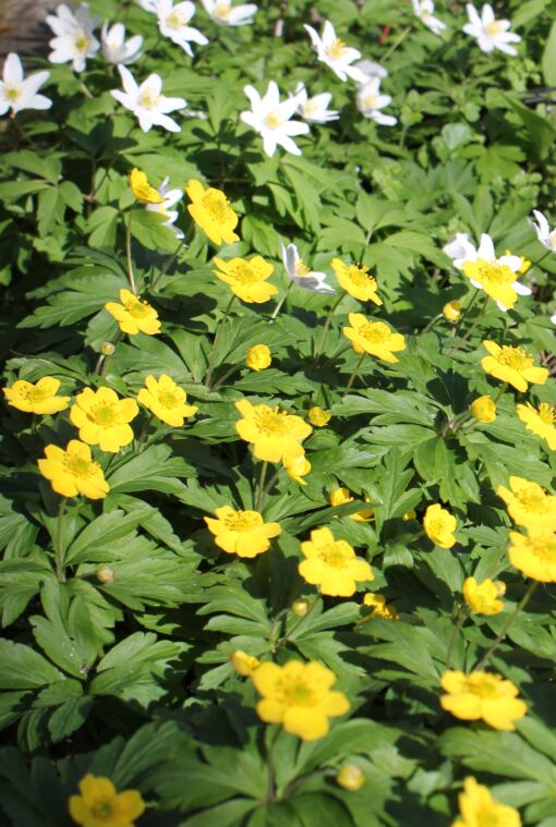 ranunculoides AGM