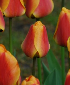 Apeldoorn Elite