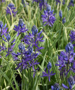 quamash Blue Melody