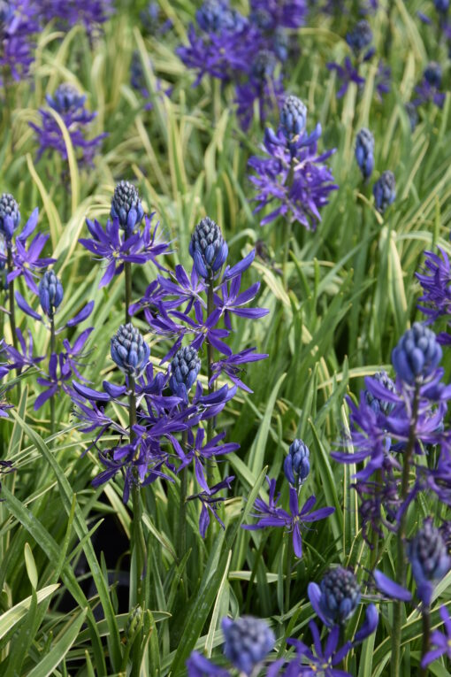 quamash Blue Melody