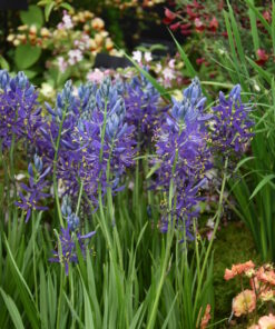 quamash (syn.esculenta)