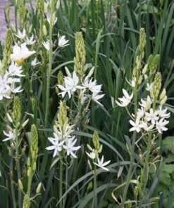 leichtlinii Alba