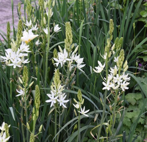 leichtlinii Alba