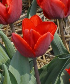 Couleur Cardinal