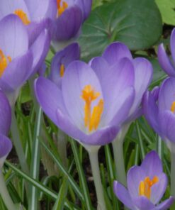 tommasinianus Barrs Purple