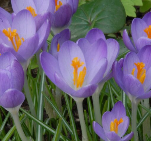 tommasinianus Barrs Purple
