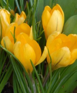 Golden Yellow 8/9cm