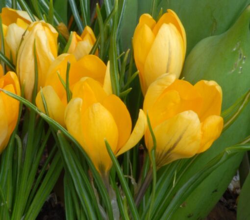 Golden Yellow 9/10cm