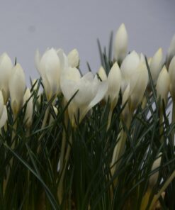 biflorus Miss Vain