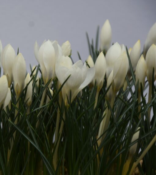 biflorus Miss Vain