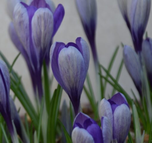 Yalta (tommasinianus x vernus)