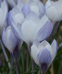 biflorus Weldenii Fairy