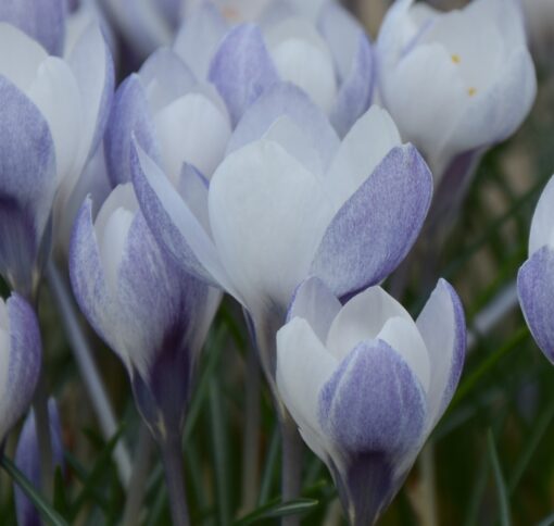 biflorus Weldenii Fairy