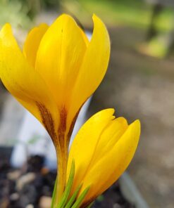 korolkowii Kiss Of Spring