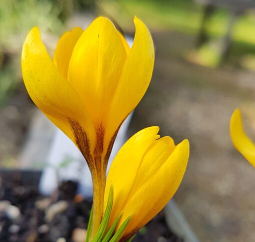 korolkowii Kiss Of Spring