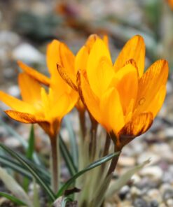 olivieri ssp. balansae Zwanenburg