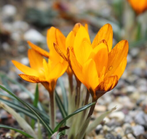 olivieri ssp. balansae Zwanenburg