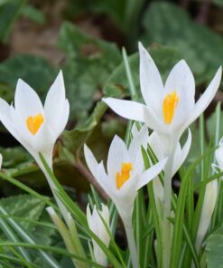tommasinianus Albus