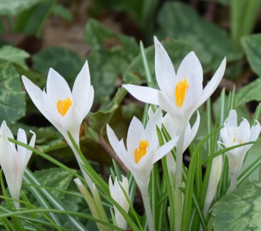 tommasinianus Albus