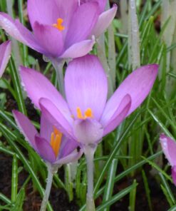 tommasinianus Roseus