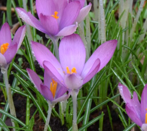 tommasinianus Roseus